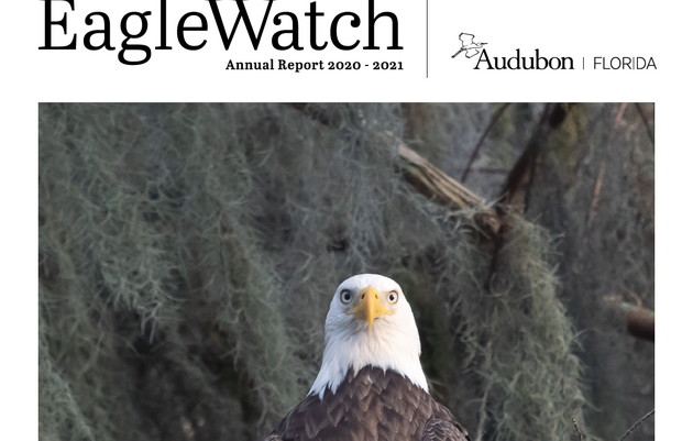 Audubon Florida Releases 2020-2021 EagleWatch Report