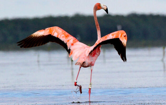 Audubon and Other Researchers Vindicate Flamingo-Loving Floridians