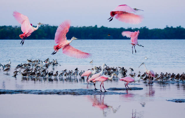 America’s Bird Species Threatened by Global Warming ‘Gut Punch,’ New Audubon Study Reveals