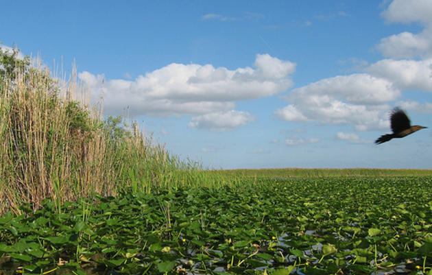 America's Everglades