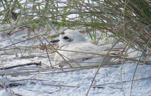 A Tale of Three Snowy Plover Pairs: Nesting Begins at Siesta Beach
