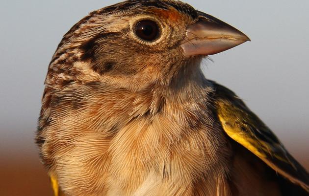 Captive-bred Florida Grasshopper Sparrows Released