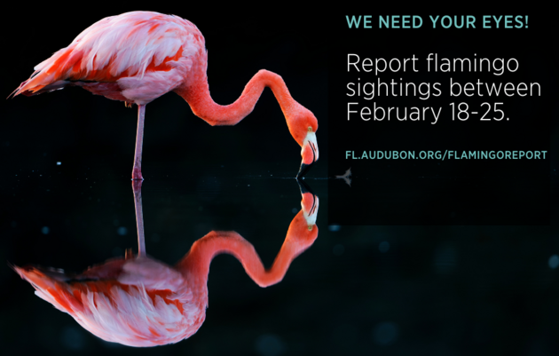 Audubon Florida and Flamingo Working Group Call on Floridians for Flamingo Census