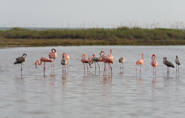 Flamingos Arrive with Hurricane Idalia