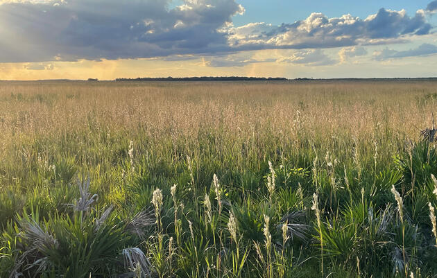 Audubon and Florida Park Service Team Up for Dry Prairie Conservation