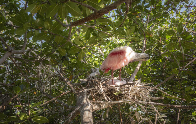 Record-breaking Spoonbill Photographed in Florida Bay: Bird Banding Reveals Oldest Spoonbill