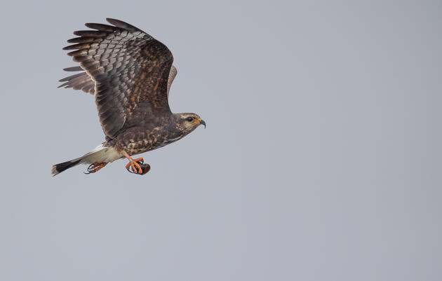 Snail Kites Face another Difficult Nesting Year on Lake Okeechobee