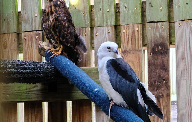 This Snail Kite is the Newest Bird Ambassador at the Audubon Center for Birds of Prey