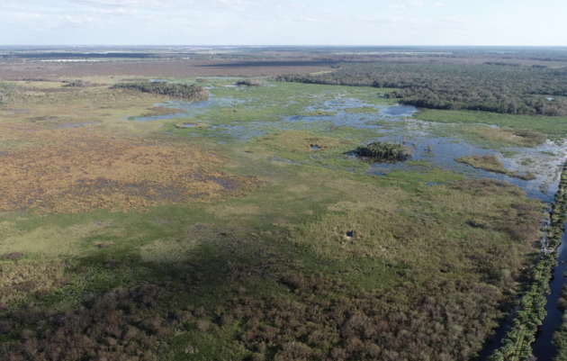 Corkscrew Swamp Sanctuary Celebrates 1,000 Acres of Restoration