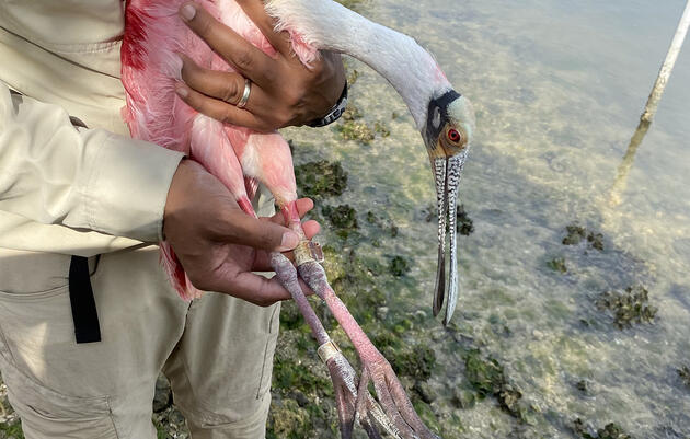 Exciting Re-sighting and Release of an Entangled Roseate Spoonbill in Tampa Bay