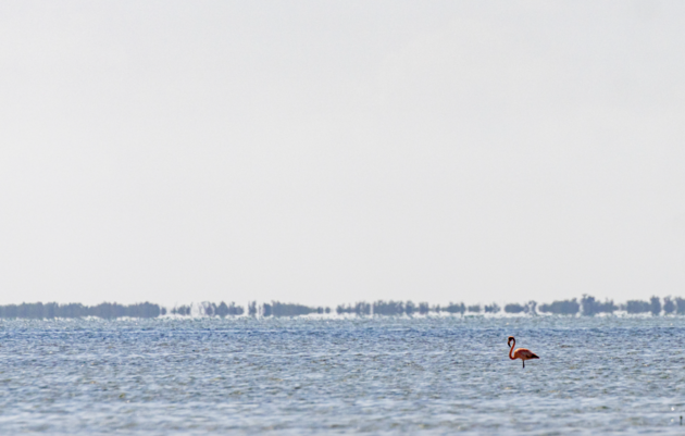 More than 100 American Flamingos Counted in Florida During February Census
