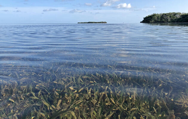 Florida Keys' Record-high Water Temperatures Would Spell Disaster for Florida Bay Seagrasses Without Fresh Water Delivered Through Everglades Restoration