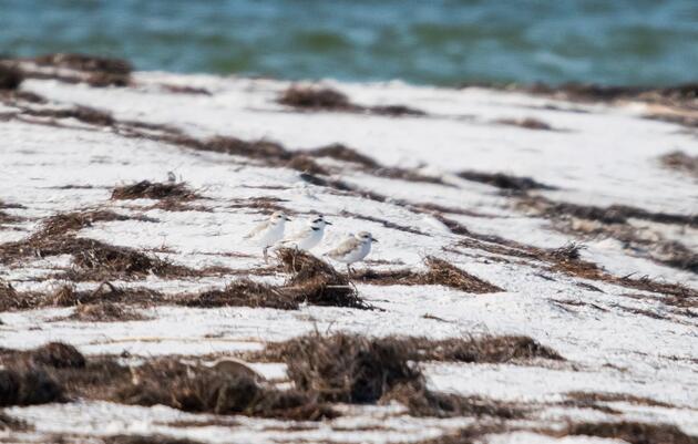 Look Out for Nesting Coastal Birds in the Eastern Panhandle!