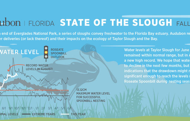 Everglades Science Center Sheds Light on Water, Fish, and Spoonbill Fluctuations