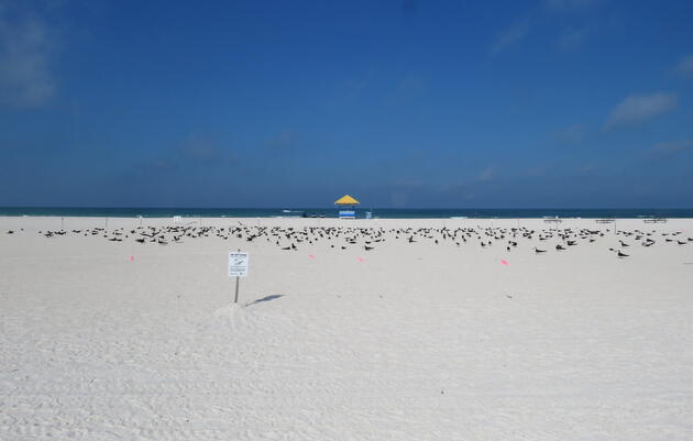 Audubon Coastal Stewardship Sites: Tampa Bay Region
