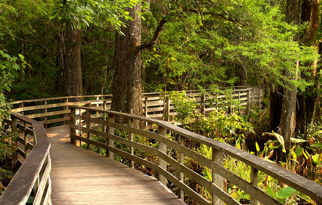 Audubon's Corkscrew Swamp Sanctuary