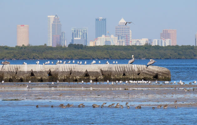 Critical Emissions Baselines Will Help Tackle Climate Change in Tampa Bay Region