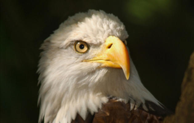 A Bird's Eye View: An Intern's Perspective on the Audubon Center for Birds of Prey