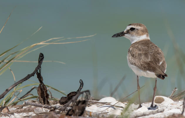 The 2023 Nesting Season for Southwest Florida Coastal Birds is Underway
