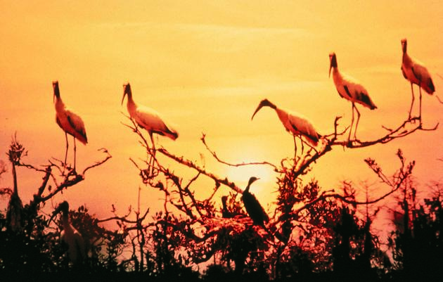 Reclassification of Wood Storks Called Premature by Audubon Biologists