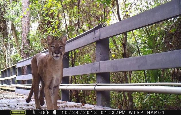VIDEO: Close Encounter with a Florida Panther on the Corkscrew Boardwalk