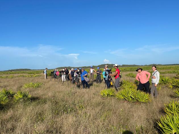 Celebrating the 1,000th Florida Grasshopper Sparrow Released in the Everglades