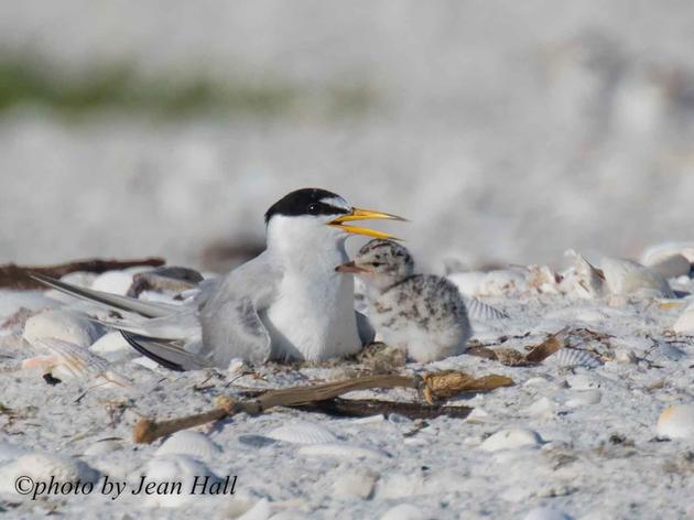 Audubon Florida Applauds FWC’s Action to Protect Birds and Wildlife