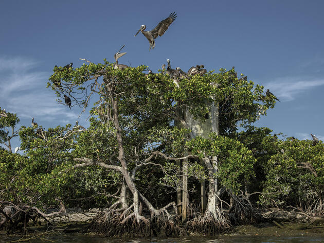 Audubon Florida Recognizes Conservation Leaders for 2021 