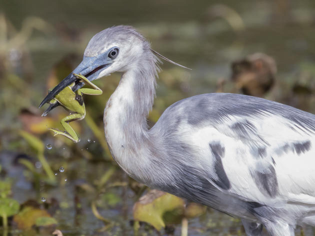 The Lake Apopka North Shore: A Birding Paradise