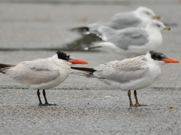 What do birds do in hurricanes?