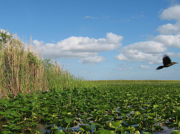 "Restoring Health to Florida’s Everglades National Park and Its Diverse Wildlife"