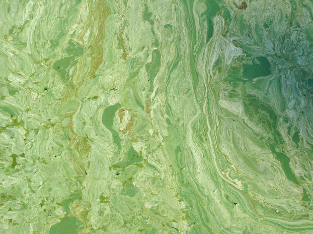 Algae, Algae Everywhere – Florida’s Water Crisis Makes Headlines Across the Country
