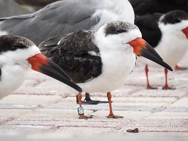New Records of Banded Skimmers in Key West