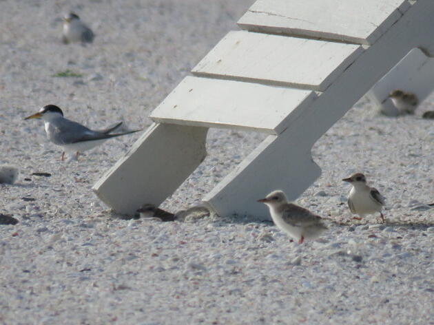 Protecting Least Tern Colonies from Crow Predation at South Lido Beach Park in Sarasota