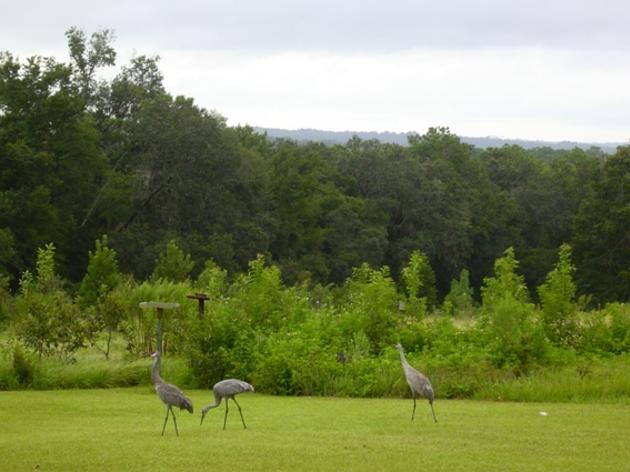 "Backyard Bonanza" at Audubon's Ahhochee Hill Wildlife Sanctuary - April 9-10