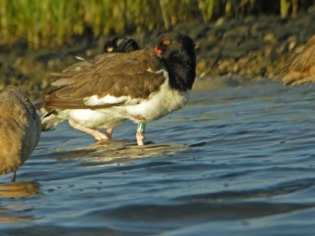 “Oreo” the American Oystercatcher Arrives from North Carolina