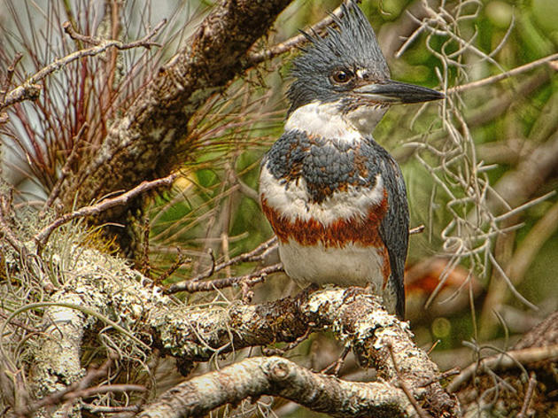 Belted Kingfisher by RJ Wiley