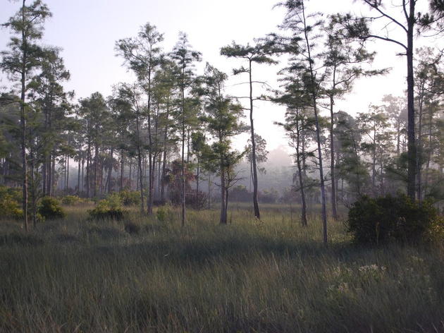 Governor and Cabinet Vote to Convey Big Cypress Addition Lands to National Park Service