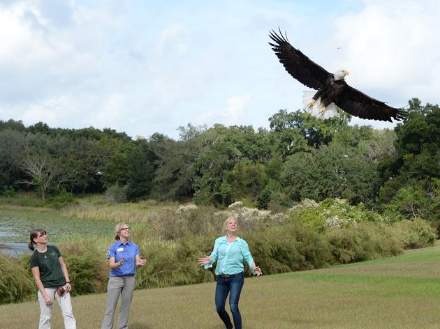 Attorney General Pam Bondi Releases Audubon's 525th Rehabilitated Bald Eagle