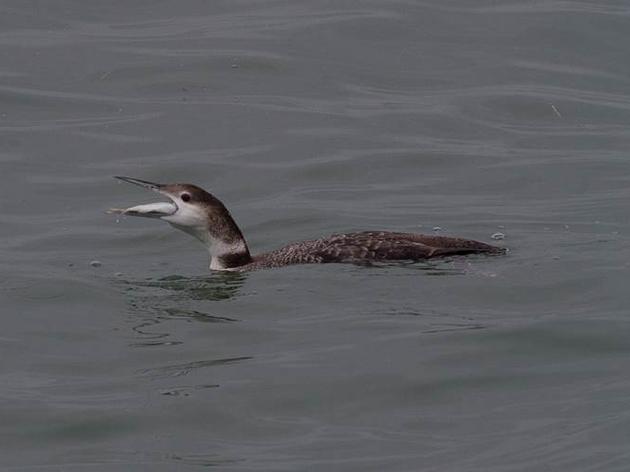 Common Loons at the Skyway Bridge over Tampa Bay