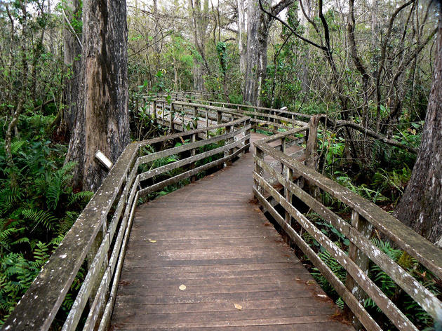 Corkscrew Swamp Sanctuary: Building a Fence is the Best Solution to Protect Deer and Property