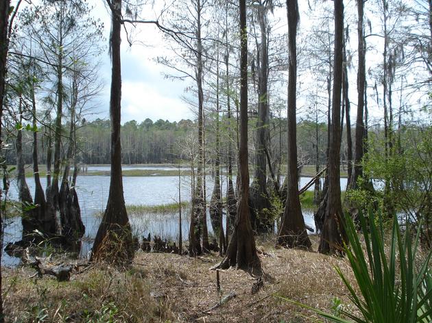 Water, Water, Everywhere: Audubon at the Northwest Florida Water Festival