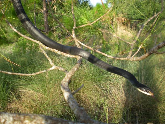 Corkscrew Swamp Sanctuary Critter of the Week: Black Racer Snake (Coluber constrictor)