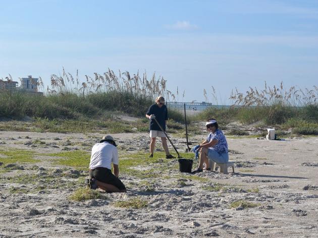 Clearing the Way for a Black Skimmer Colony in 2014