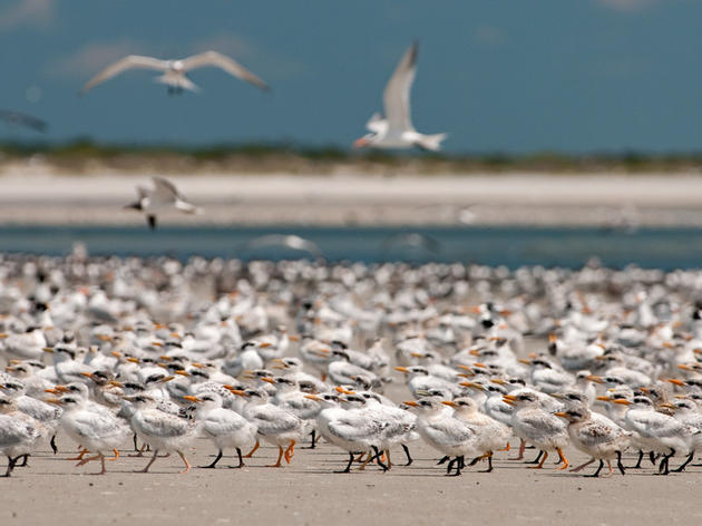 Protecting Birds on Jacksonville's Huguenot Memorial Park Beach