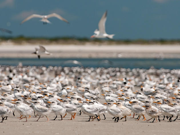Sad News for Florida’s Coastal Waterbirds in the Wake of Tropical Storm Debby