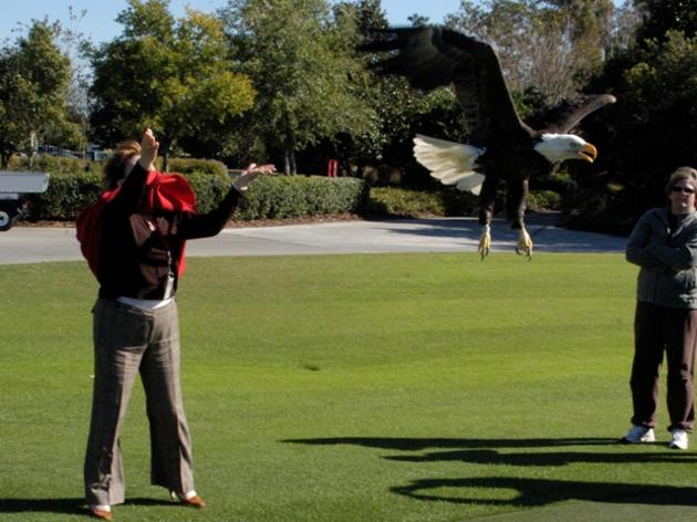 Another Success Story for the Audubon Center for Birds of Prey