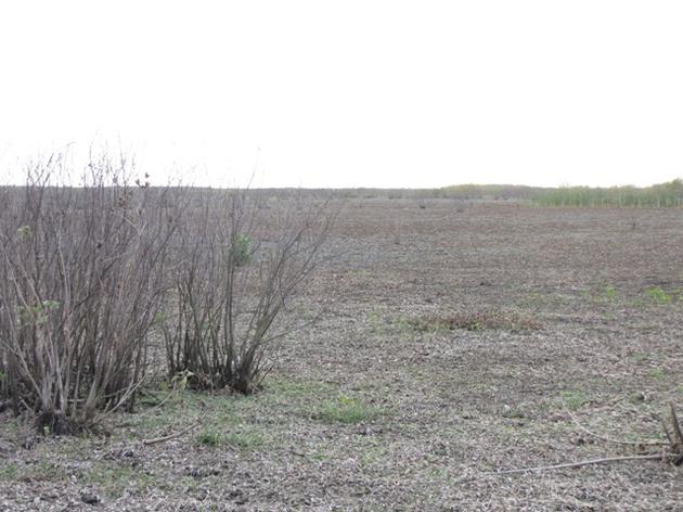 With Wet Season a Month Away, Dry Conditions Worsen and Everglade Snail Kites Still At Risk