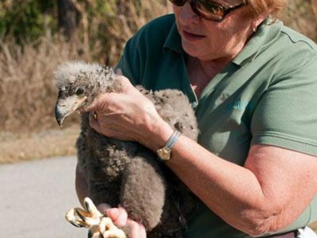 Eaglet Gets a New Home Thanks to Audubon EagleWatch