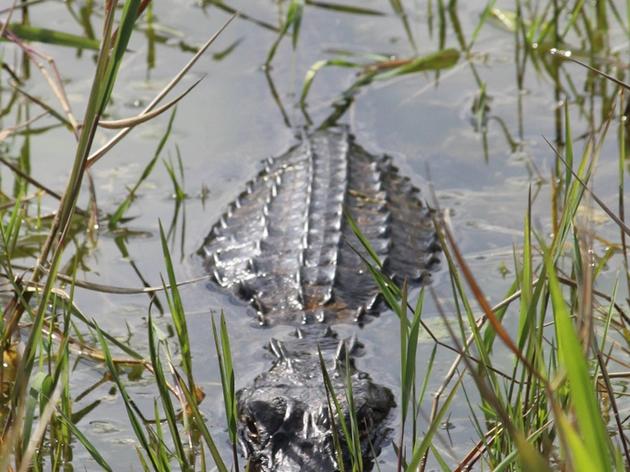 Audubon's Recommendations to Curb Phosphorus in the Loxahatchee National Wildlife Refuge